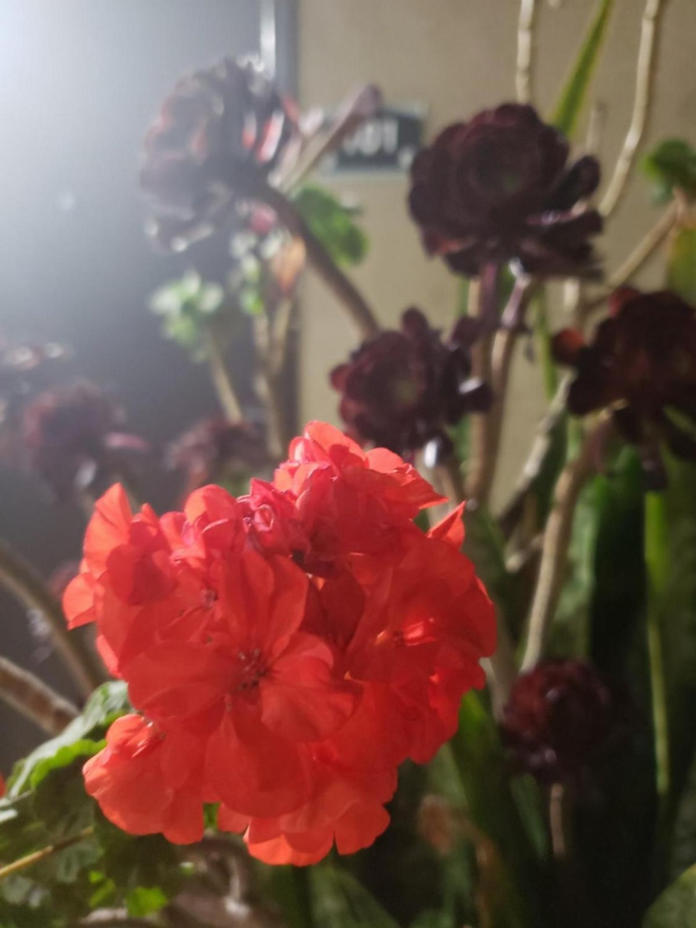 Portofino Inn Burbank